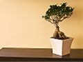 Bonsai of miniatuurboompjes, soorten en onderhoud - klimaat - bonsai in de tuin - bonsai in huis - bonsai bemesten